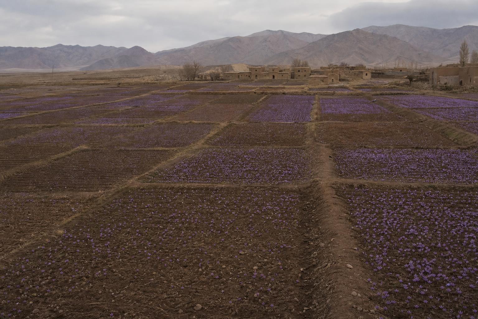 Crocus saffron field at dawn in the Persian highlands